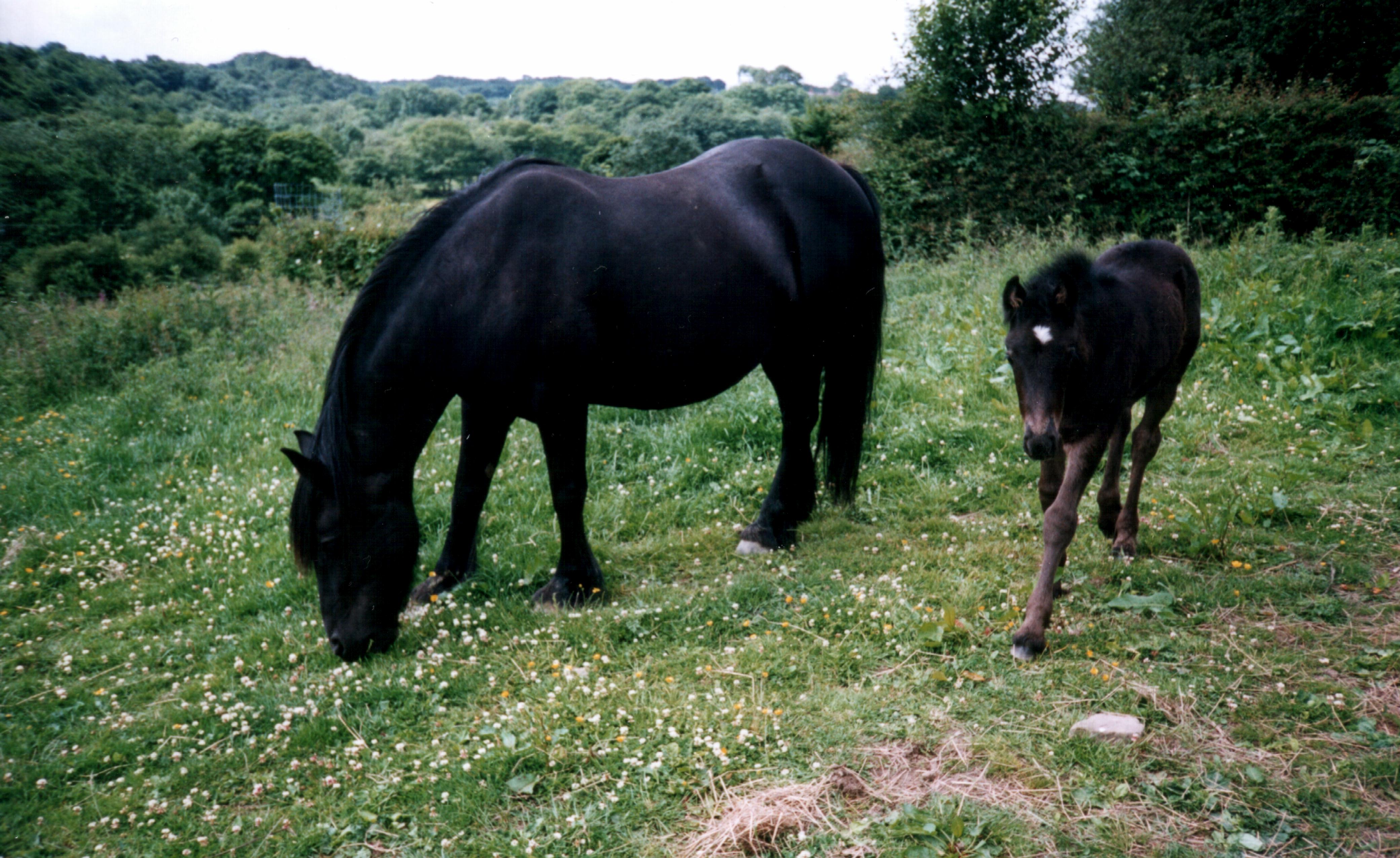 Dales Pony